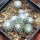 UEBELMANNIA meninensis HU 108, 15 months old SEEDLINGS now