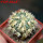 HOMALOCEPHALA texensis cv. Anayami, 6 cm pot, grafted