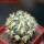 HOMALOCEPHALA texensis cv. Anayami, 6 cm pot, grafted