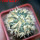 HOMALOCEPHALA texensis cv. Anayami, 6 cm pot, grafted