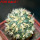 HOMALOCEPHALA texensis cv. Anayami, 6 cm pot, grafted
