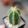 PIERREBRAUNIA brauniorum ex Neirick ex Zahra ex Pierre Braun, 5 cm pot, rooted offset