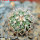 TURBINICARPUS viereckii ssp. reconditus, own roots, 5 cm pot, rooted offset
