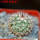 TURBINICARPUS viereckii ssp. reconditus, own roots, 5 cm pot, rooted offset