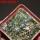 UEBELMANNIA buiningii f. green RNK 55, Tromba d´Anta, 5 cm pots, 7 pcs., SEEDLINGS !!!