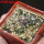 UEBELMANNIA buiningii f. green RNK 55, Tromba d´Anta, 5 cm pots, 3 pcs., SEEDLINGS !!!