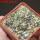 UEBELMANNIA buiningii f. green RNK 55, Tromba d´Anta, 5 cm pots, 4 pcs., SEEDLINGS !!!