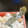 PSEUDOLITHOS dodsonianus, 6 cm pot, rooted offset