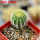 UEBELMANNIA pectinifera var. eriocactoides RNK 100/2023, SEEDLING, one 5 cm pot
