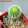 UEBELMANNIA pectinifera var. eriocactoides RNK 100/2023, SEEDLING, one 5 cm pot