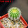 UEBELMANNIA pectinifera var. eriocactoides RNK 100/2023, SEEDLING, one 5 cm pot