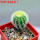 UEBELMANNIA pectinifera var. eriocactoides RNK 100/2023, SEEDLING, one 5 cm pot