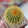 UEBELMANNIA pectinifera var. eriocactoides RNK 100/2014, SEEDLING, one 5 cm pot
