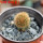 BRACHYCEREUS nesioticus clone F, 8 cm pot, grafted (ass) offset