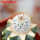 MAMMILLARIA perezdelarosae ssp. andersoniana f. longispina yellow spines GCG 12621