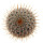 MAMMILLARIA perezdelarosae ssp. andersoniana f. longispina yellow spines GCG 12621, illustrative pho