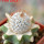 MAMMILLARIA perezdelarosae ssp. andersoniana f. longispina yellow spines GCG 12621