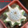 MAMMILLARIA perezdelarosae ssp. andersoniana f. longispina yellow spines GCG 12621