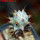 STENOCEREUS beneckei, 5 cm pot, own roots, rooted cutting