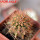 JASMINOCEREUS thouarsii clone 2, 6cm pot, one plant