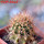 JASMINOCEREUS thouarsii clone 2, 6cm pot, one plant