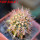 JASMINOCEREUS thouarsii clone 2, 6cm pot, one plant
