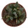 ARIOCARPUS furfuraceus var. rostratus, illustrative photo