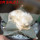 ARIOCARPUS furfuraceus var. rostratus Cassa Blanca ex Pavlík, 8 cm pot, SEEDLING