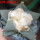 ARIOCARPUS furfuraceus var. rostratus Cassa Blanca ex Pavlík, 8 cm pot, SEEDLING
