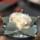 ARIOCARPUS furfuraceus var. rostratus Cassa Blanca ex Pavlík, 8 cm pot, SEEDLING