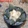 ARIOCARPUS furfuraceus var. rostratus Cassa Blanca ex Pavlík, 8 cm pot, SEEDLING
