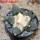 ARIOCARPUS furfuraceus var. rostratus Cassa Blanca ex Pavlík, 8 cm pot, SEEDLING