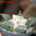 ARIOCARPUS furfuraceus var. rostratus Cassa Blanca ex Pavlík, 8 cm pot, SEEDLING