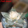 ARIOCARPUS furfuraceus var. rostratus Cassa Blanca ex Pavlík, 8 cm pot, SEEDLING