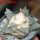 ARIOCARPUS furfuraceus var. rostratus Cassa Blanca ex Pavlík, 8 cm pot, SEEDLING