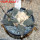 ARIOCARPUS furfuraceus var. rostratus Cassa Blanca ex Pavlík, 8 cm pot, SEEDLING