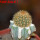 BRACHYCEREUS nesioticus clone P4, grafted offset