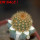 BRACHYCEREUS nesioticus clone P4, grafted offset