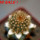 BRACHYCEREUS nesioticus clone P4, grafted offset