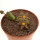 PIARANTHUS comptonus VDV 673, illustrative photo