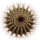 UEBELMANNIA pectinifera var. horrida RNK 31 (HU 550), illustrative photo