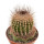UEBELMANNIA pectinifera var. horrida RNK 31 (HU 550), illustrative photo