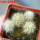 PILOSOCEREUS aurisetus var. densilanatus, 5 cm pot, SEEDLINGS