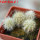 PILOSOCEREUS aurisetus var. densilanatus, 5 cm pot, SEEDLINGS