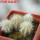 PILOSOCEREUS aurisetus var. densilanatus, 5 cm pot, SEEDLINGS