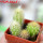 PILOSOCEREUS aurisetus var. densilanatus, 5 cm pot, SEEDLINGS