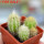 PILOSOCEREUS aurisetus var. densilanatus, 5 cm pot, SEEDLINGS