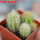 PILOSOCEREUS aurisetus var. densilanatus, 5 cm pot, SEEDLINGS