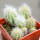 PILOSOCEREUS aurisetus var. densilanatus, 5 cm pot, SEEDLINGS