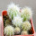 PILOSOCEREUS aurisetus var. densilanatus, 5 cm pot, SEEDLINGS